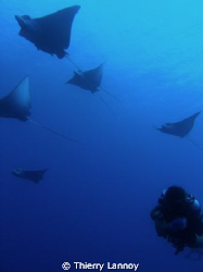 Eagle Rays in Cozumel, Mexico, north reefs of the island ... by Thierry Lannoy 